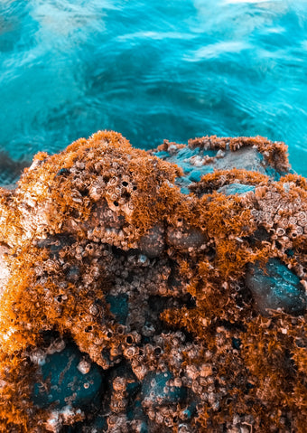 Reef Collection